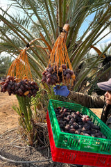 NABALI FAIRKOST PRO VŠECHNY Medjoul - Medjool Dates Choice I - 100% přírodní aromatický svěží orientální jemný I sladký jako med a karamelizovaný I Původ: Palestina I (1x1KG) Dehydrované produkty Naty Shop