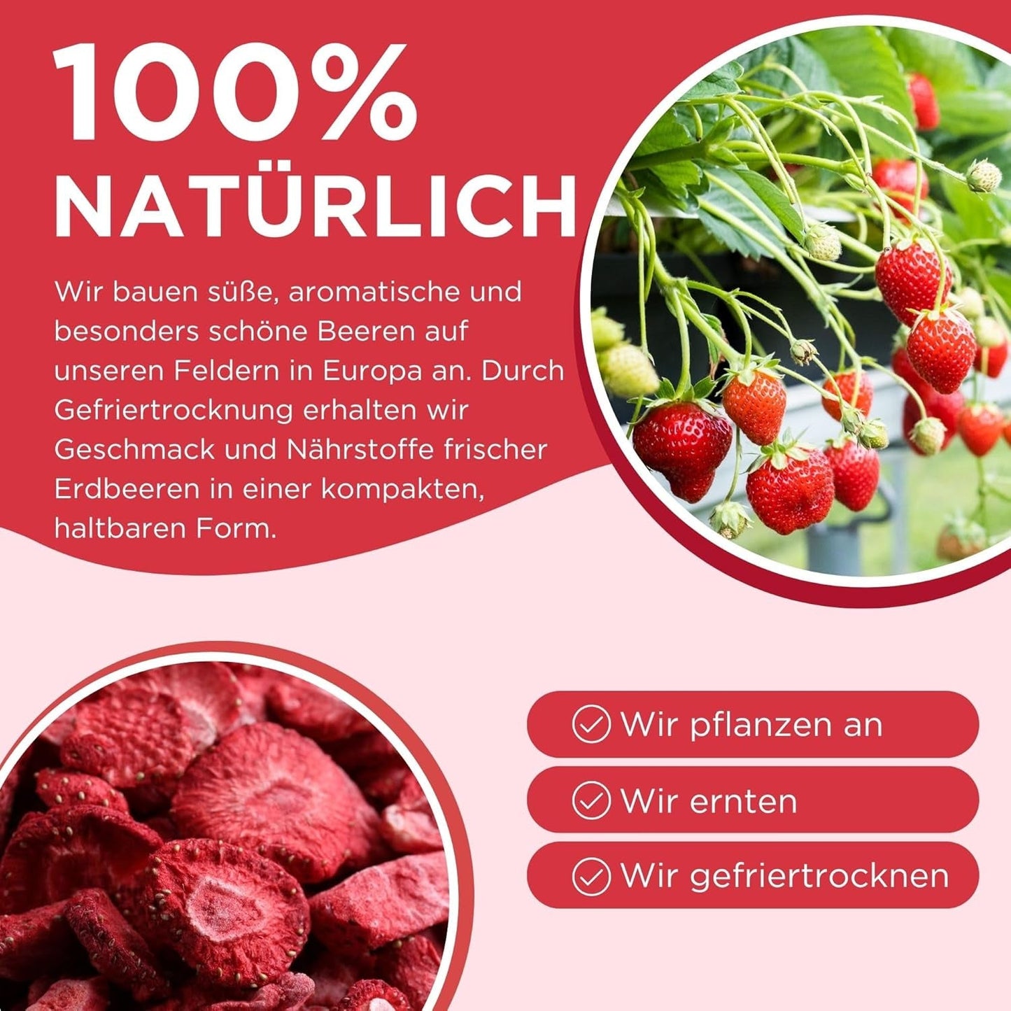 Letní lyofilizované jahody - balení 5 ks - bez cukru, 100% přírodní, lahodné křupavé svačiny pro děti i dospělé, ideální do cereálií a svačinových krabiček (55 g) Dehydrované produkty Naty Shop