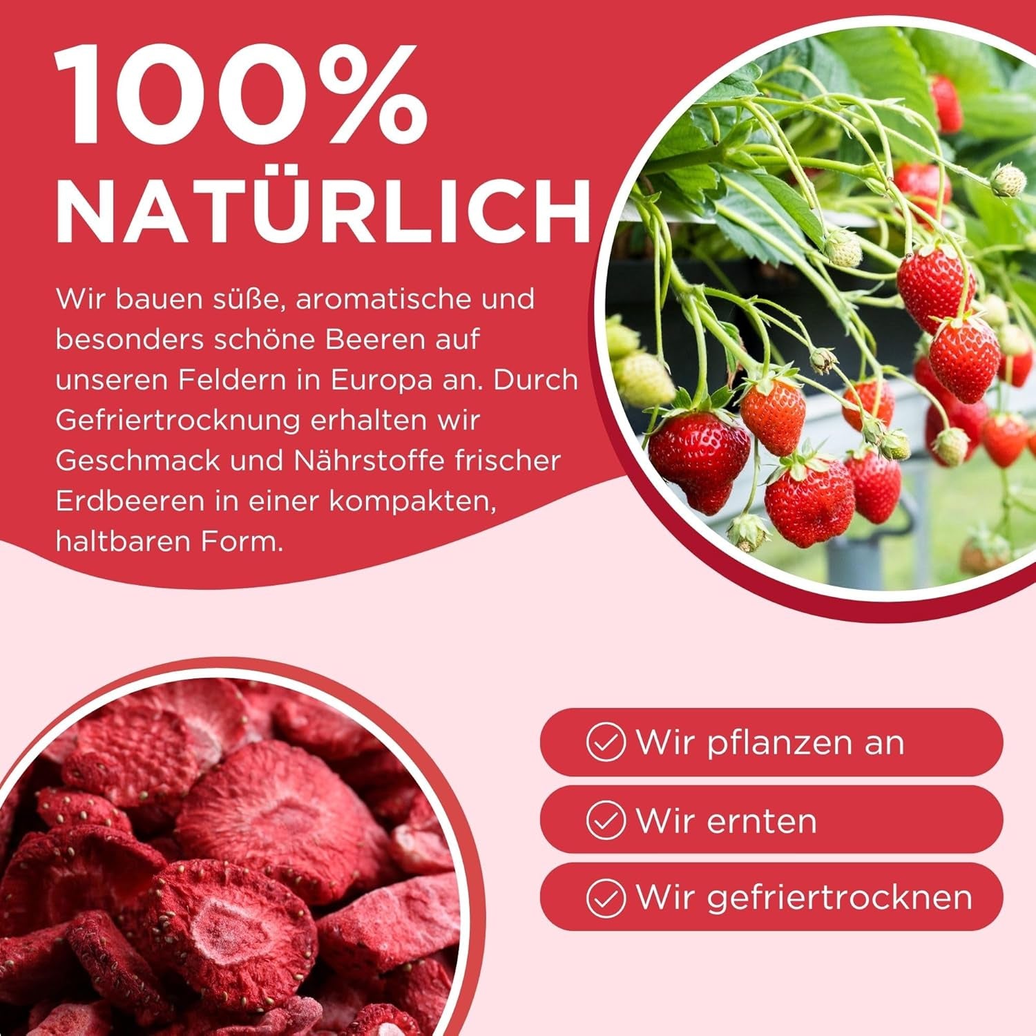 Letní lyofilizované jahody - balení 5 ks - bez cukru, 100% přírodní, lahodné křupavé svačiny pro děti i dospělé, ideální do cereálií a svačinových krabiček (55 g) Dehydrované produkty Naty Shop