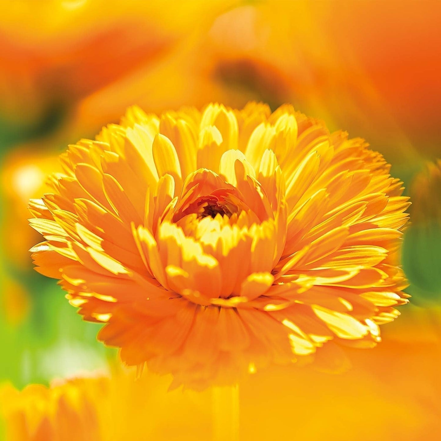 WELEDA Organic Baby Calendula Magic Balm - Univerzální balzám přírodní kosmetiky na obličej a tělo pro péči a zklidnění suché pokožky a rtů. Univerzální bohatý balzám pro miminka a děti (1x 25g) Děti - Koupel a péče o pleť Naty Shop